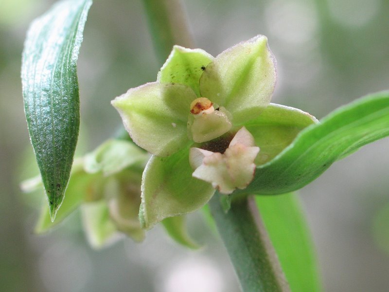 Orchidee val Brenta